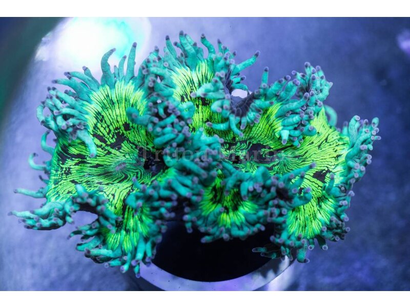 Elegance Coral Pink/Purple Tip - Aussie