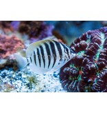 Mauritius Black Barred Zebra Tang (Acanthurus polyzona)