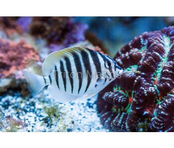 Mauritius Black Barred Zebra Tang (Acanthurus polyzona)