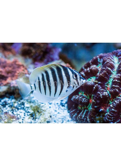 Mauritius Black Barred Zebra Tang (Acanthurus polyzona)