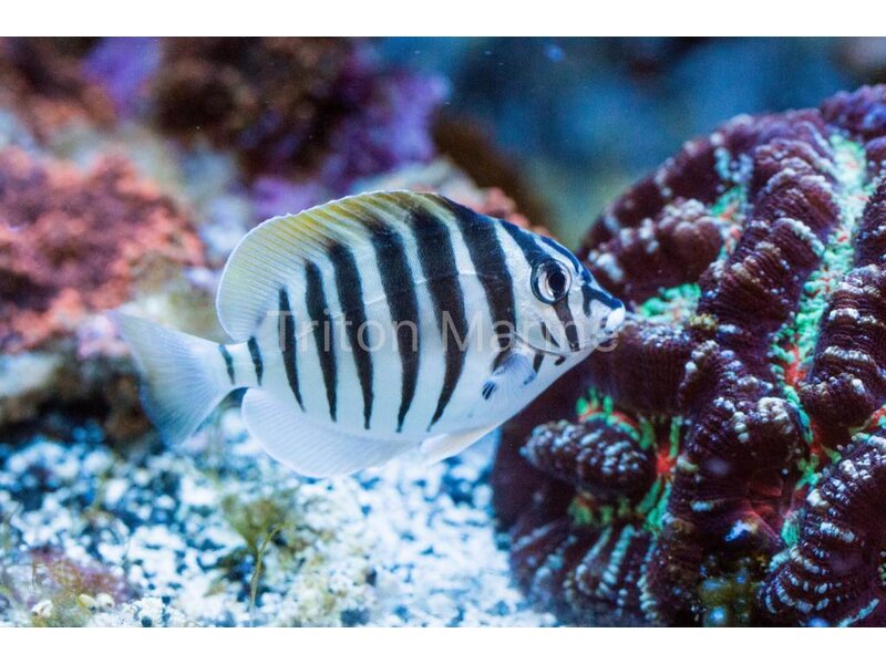 Mauritius Black Barred Zebra Tang (Acanthurus polyzona)