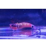 Tail Spot Blenny (Ecsenius stigmatura)