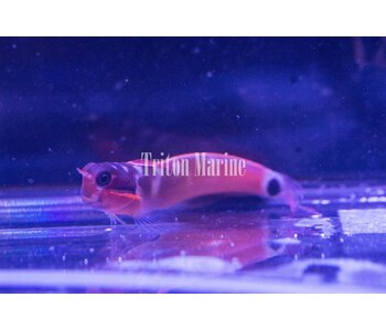 Tail Spot Blenny (Ecsenius stigmatura)