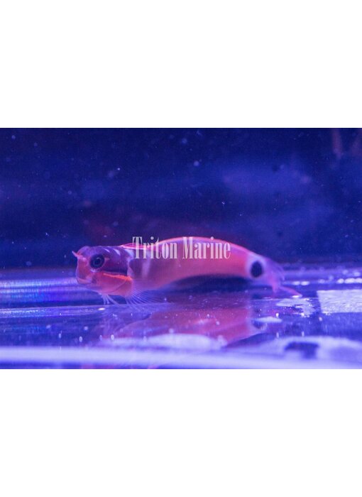 Tail Spot Blenny (Ecsenius stigmatura)