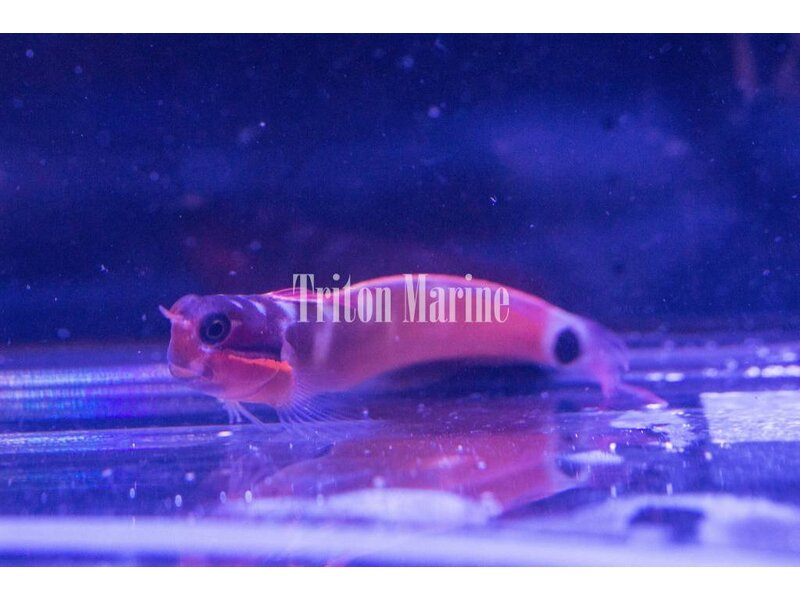 Tail Spot Blenny (Ecsenius stigmatura)