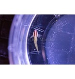 Greenbanded Goby (Tigrigobius multifasciatus)