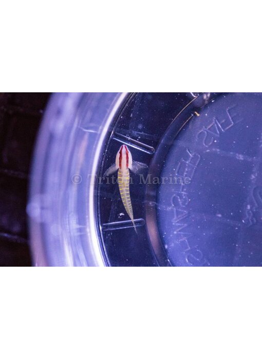 Greenbanded Goby (Tigrigobius multifasciatus)