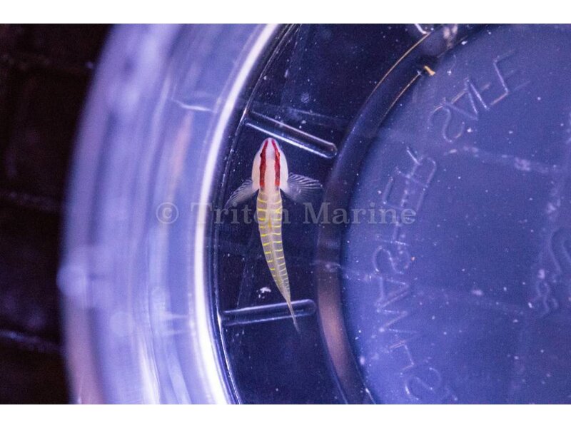 Greenbanded Goby (Tigrigobius multifasciatus)