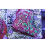Day Glo Favites Frag