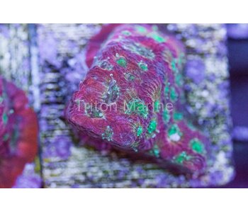 Day Glo Favites Frag