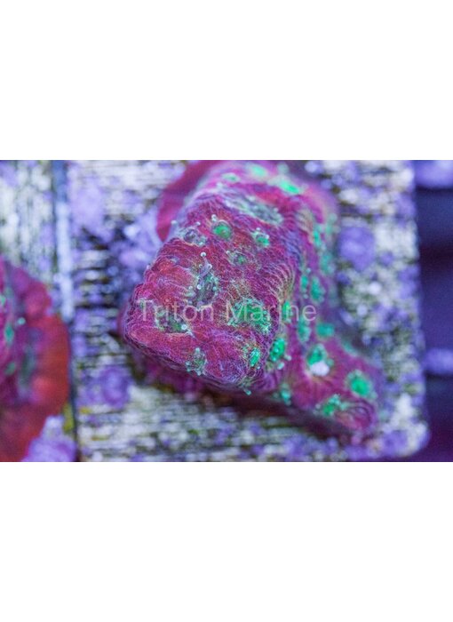 Day Glo Favites Frag