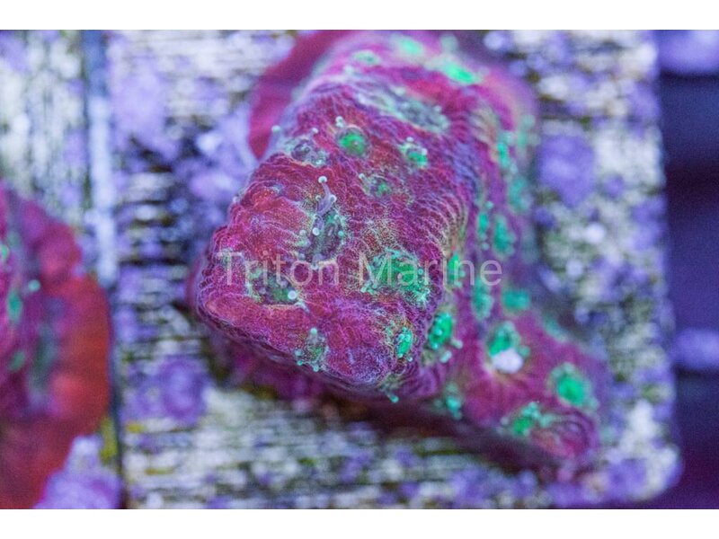 Day Glo Favites Frag