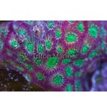 Day Glo Favites Frag