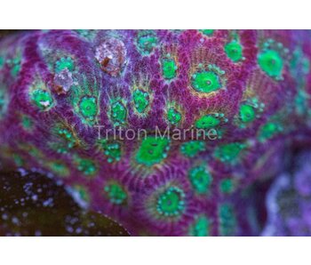 Day Glo Favites Frag