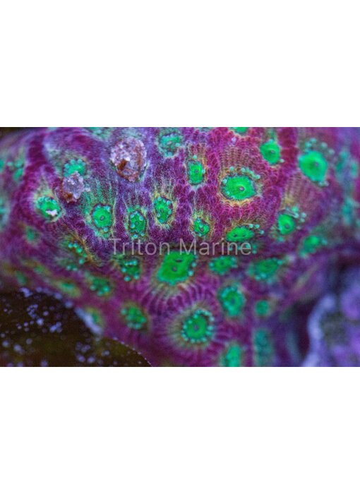 Day Glo Favites Frag