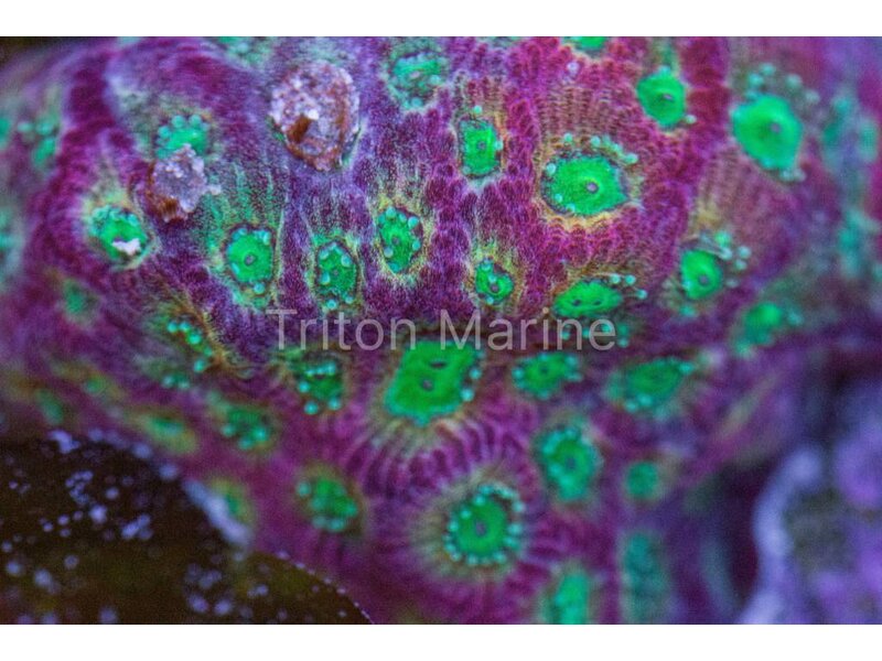 Day Glo Favites Frag