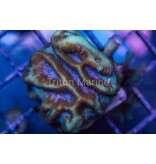Platygyra Frag