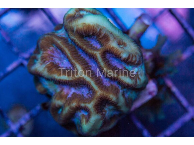 Platygyra Frag