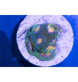 Baby's Breath Favia Frag