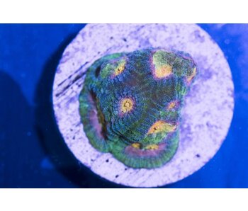 Baby's Breath Favia Frag