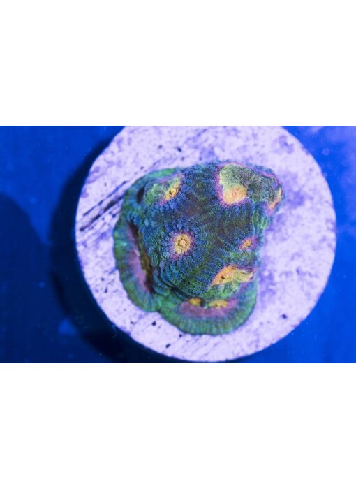 Baby's Breath Favia Frag