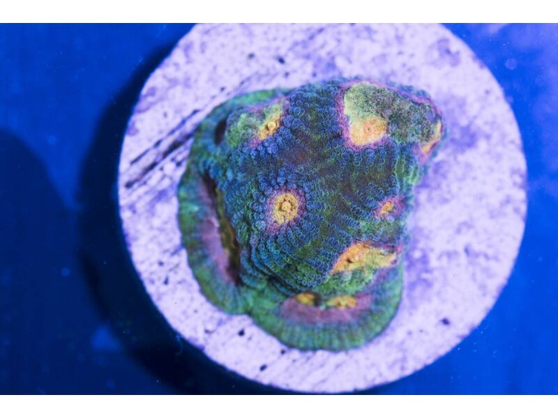 Baby's Breath Favia Frag