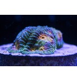 Baby's Breath Favia Frag