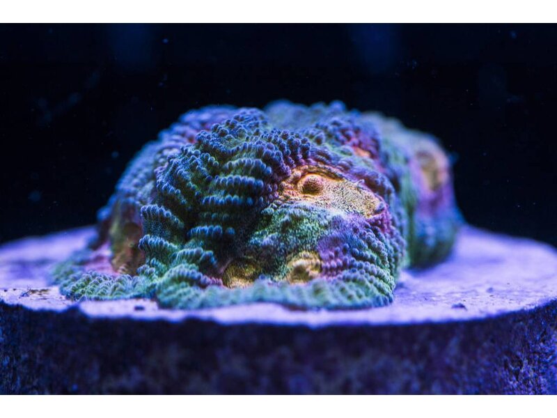 Baby's Breath Favia Frag