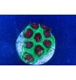 Watermelon Favia Frag