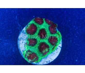 Watermelon Favia Frag