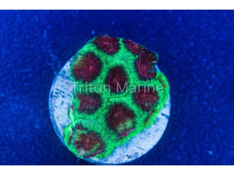 Watermelon Favia Frag