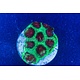 Watermelon Favia Frag