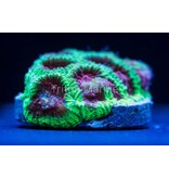 Watermelon Favia Frag
