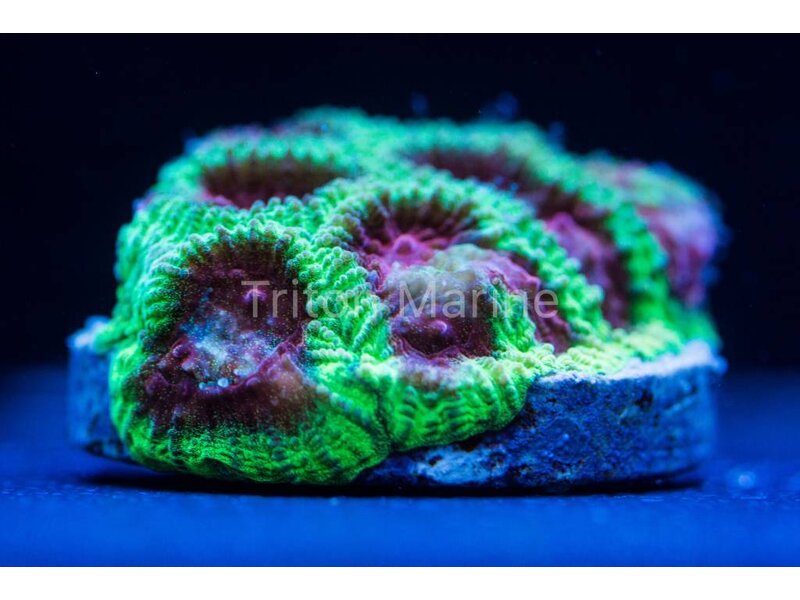 Watermelon Favia Frag