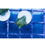 TM Green Goblin Millepora Frag