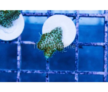 TM Green Goblin Millepora Frag