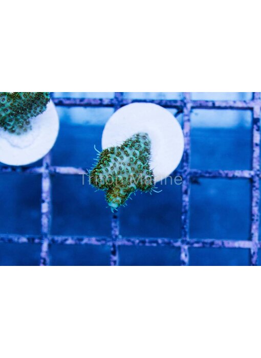 TM Green Goblin Millepora Frag