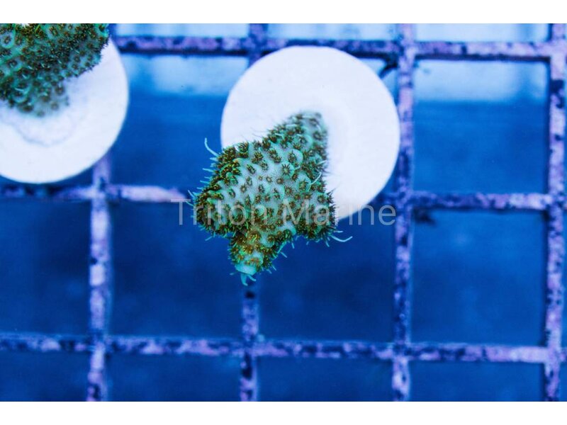 TM Green Goblin Millepora Frag