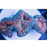 Orange and Green Lobo Colony