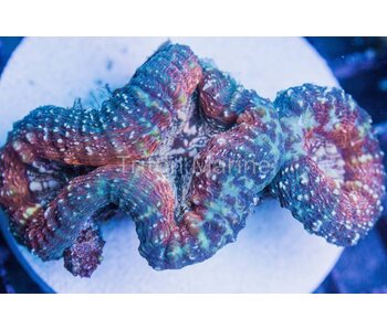 Orange and Green Lobo Colony