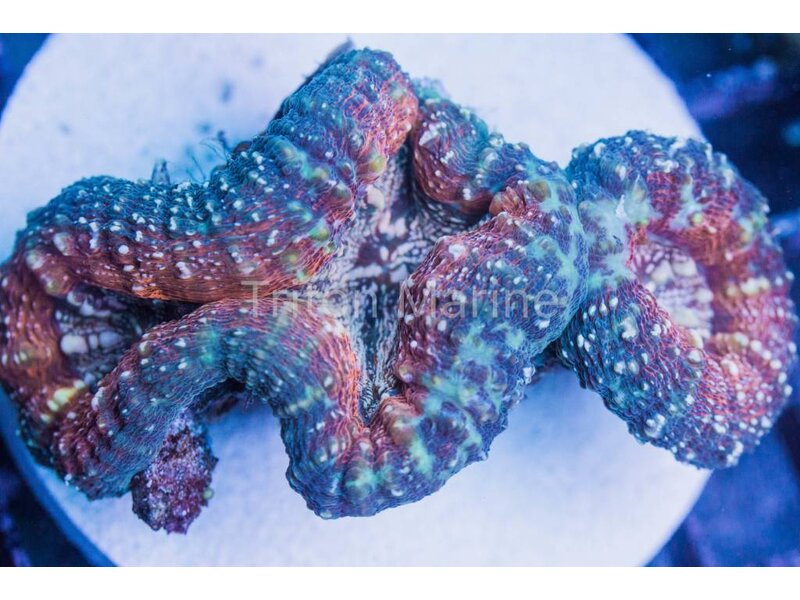 Orange and Green Lobo Colony