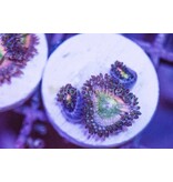 Tyree Orange Rainbow Zoas