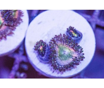 Tyree Orange Rainbow Zoas