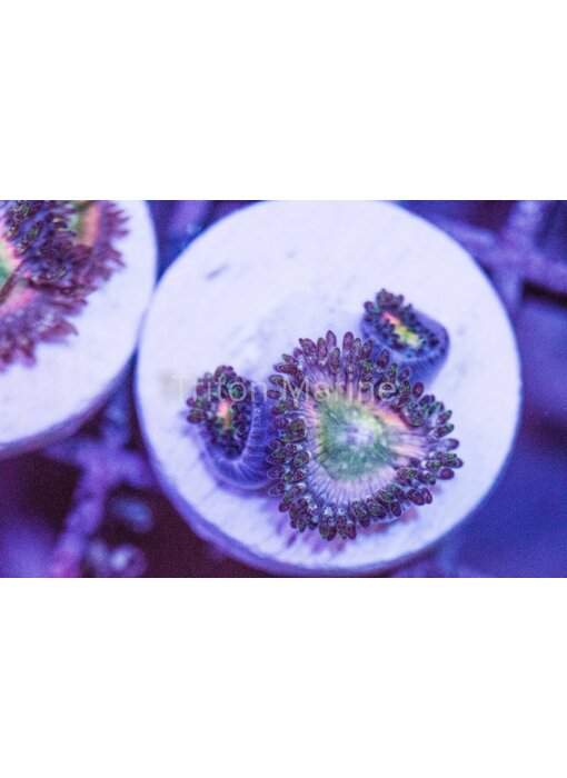 Tyree Orange Rainbow Zoas