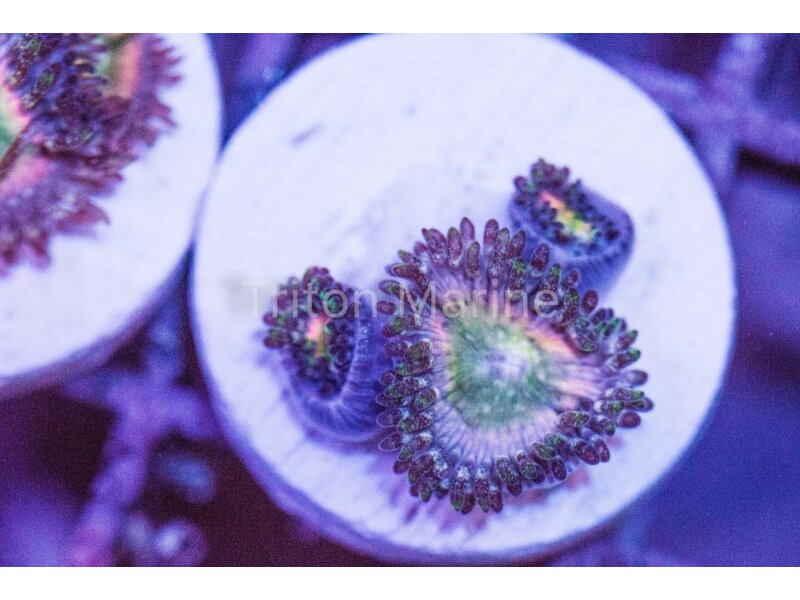 Tyree Orange Rainbow Zoas