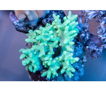 Green Sinularia Leather