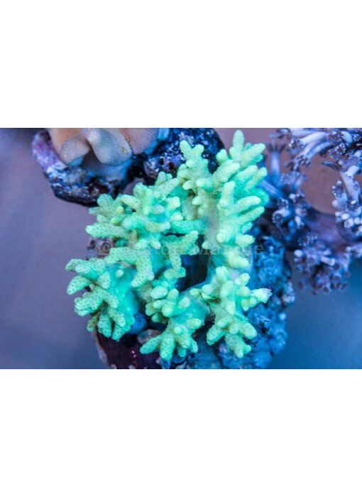 Green Sinularia Leather