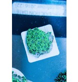 TMA Green Goniopora - Indo