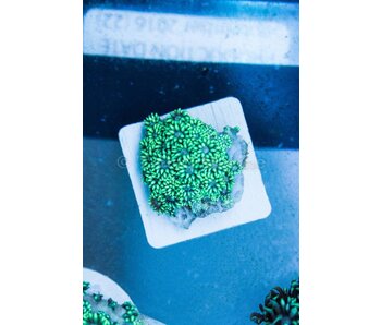 TMA Green Goniopora - Indo