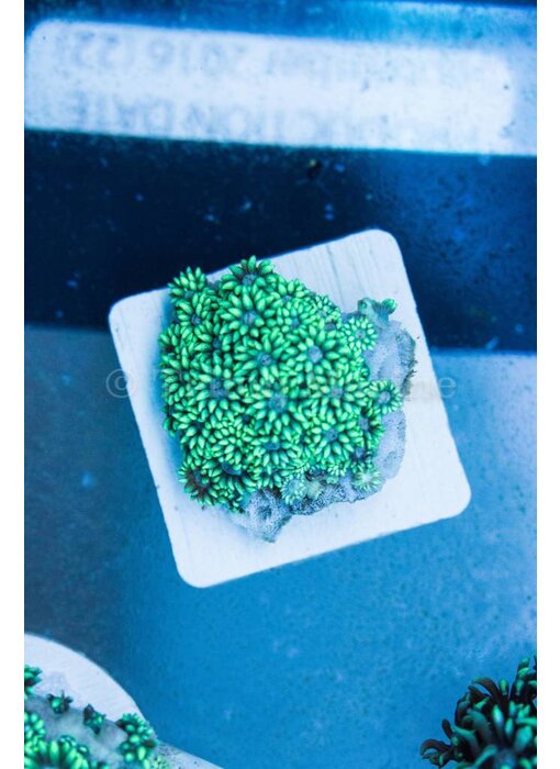 TMA Green Goniopora - Indo